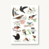 VIERUNDFÜNFZIG Postkarte | Heimische Vögel