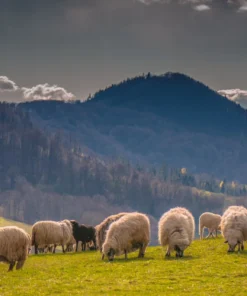 MENIQUE Kinder Langarmshirt 160 Merino | MUSTARD