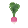 Oli&Carol Baby Beissring | Ramona the Radish