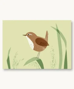 VIERUNDFÜNFZIG Postkarte heimische Vögel | Zaunkönig